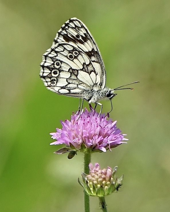 marbled white